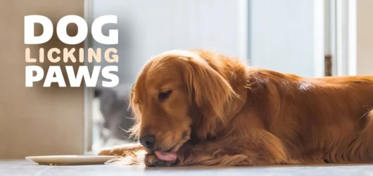 Paw-Licking Good: DIY Healthy Treats for Your Furry Friends