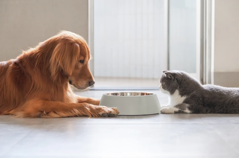 The Ultimate Guide: 5 Dos and Don’ts for Picking Dog and Cat Food